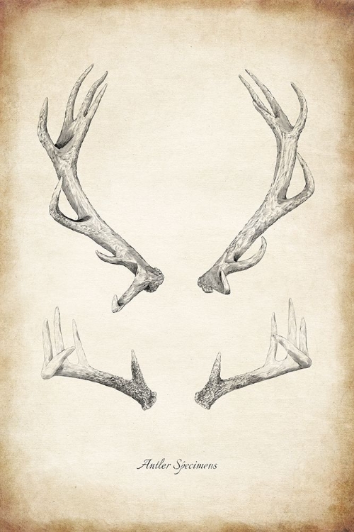 Picture of ANTLER SPECIMENS