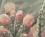 Picture of BLUSH CACTUS 4