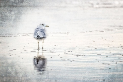 Picture of THE STANDING SEAGULL