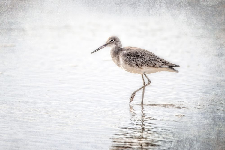 Picture of THE SANDPIPER