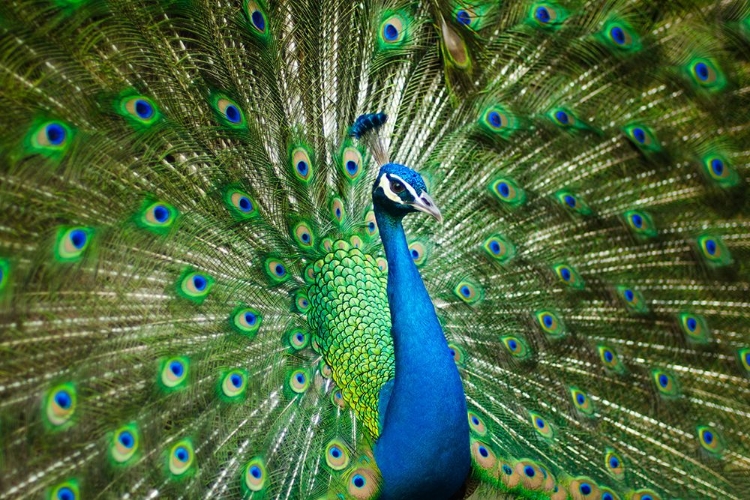 Picture of A MALE PEACOCK