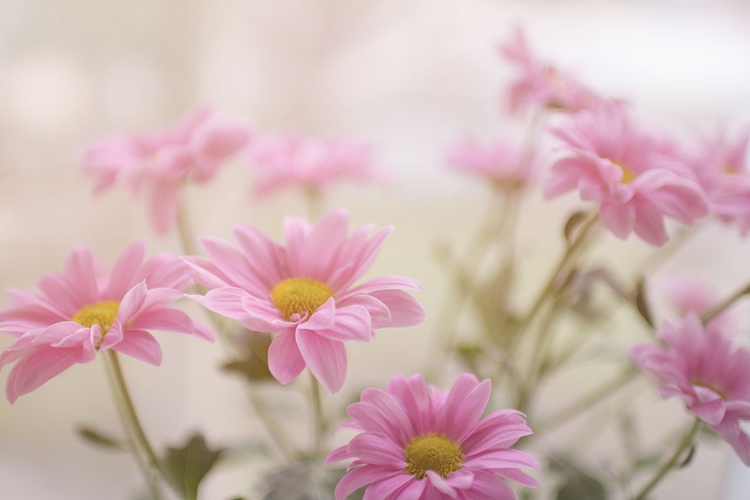 Picture of BLOOMING PINK DAISIES