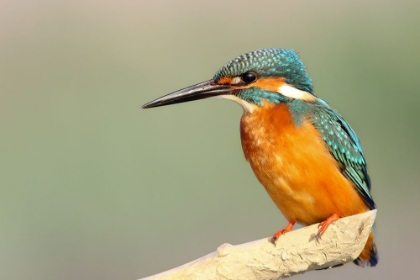 Picture of BLUE AND ORANGE KINGFISHER