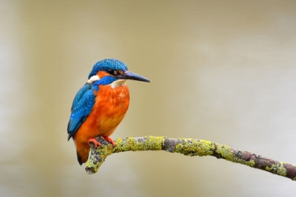 Picture of COMMON KINGFISHER