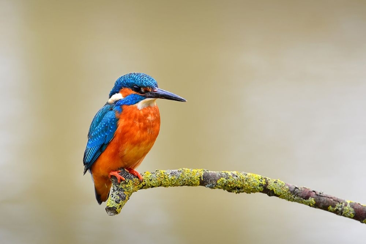 Picture of COMMON KINGFISHER