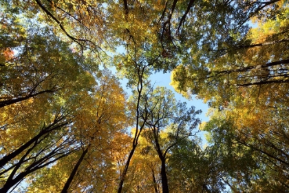 Picture of FALL AT DEVILS LAKE STATE PARK IN WISCONSIN