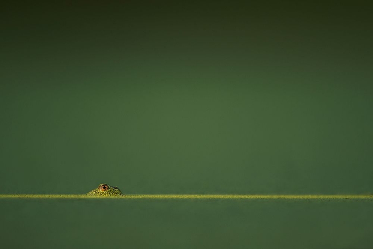 Picture of FROG IN A POND