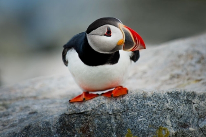 Picture of GOOFY PUFFIN