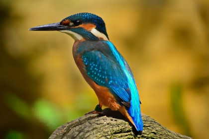 Picture of KINGFISHER