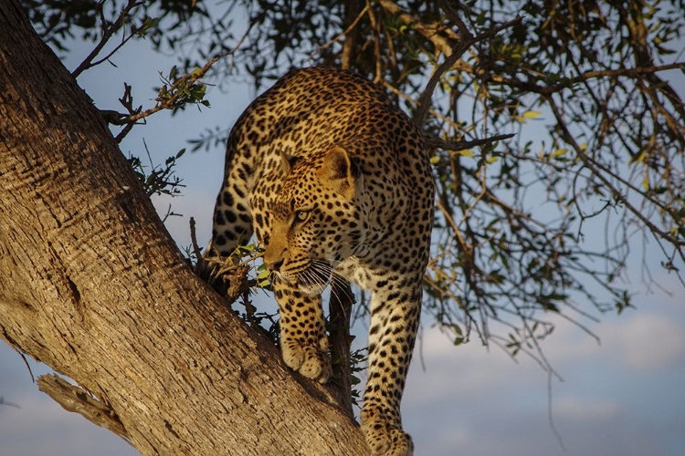 Picture of LEOPARD PERCHED IN A TREE MASAI MARA