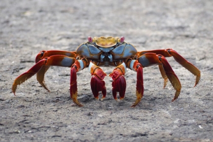 Picture of A SALLY LIGHTFOOT CRAB IN THE GALAPAGOS