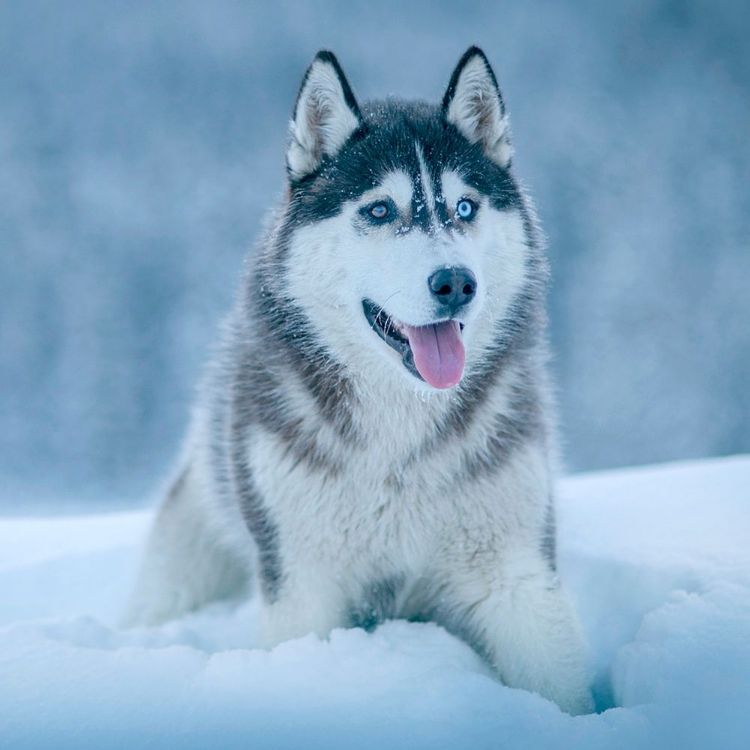 Picture of ALASKAN MALAMUTE