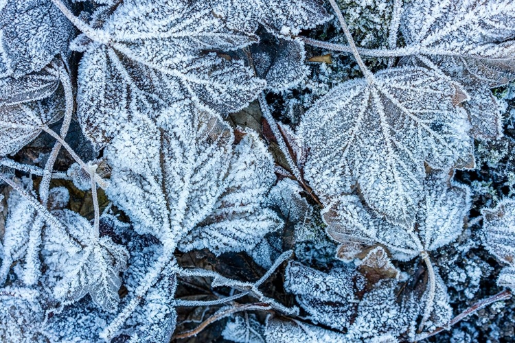 Picture of FROSTY LEAVES