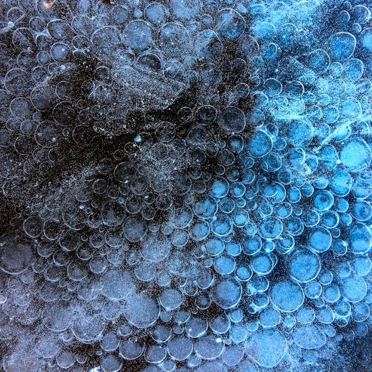 Picture of ICY BLUEBERRIES