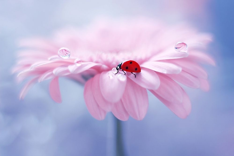 Picture of LADYBUG ON A PINK FLOWER