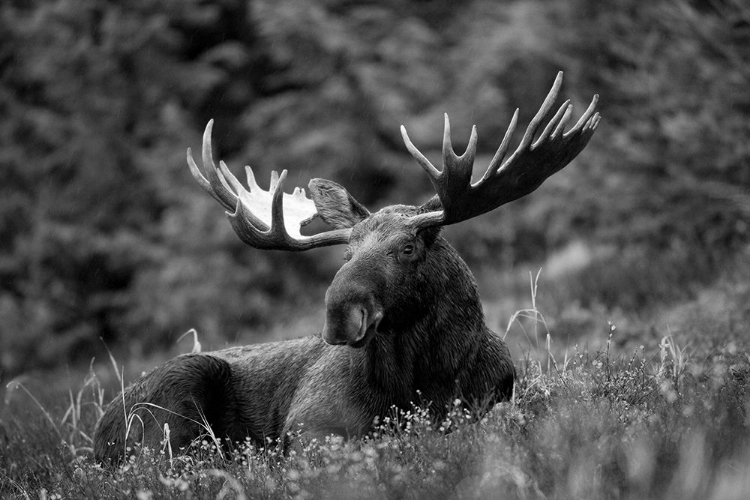 Picture of MOOSE ON MEADOW