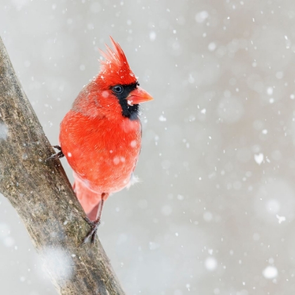 Picture of NORTHERN RED CARDINAL BIRD