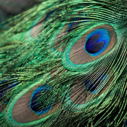 Picture of PEACOCK EYE FEATHERS