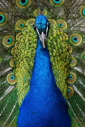 Picture of PEACOCK PORTRAIT