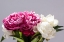 Picture of PINK AND WHITE PEONIES