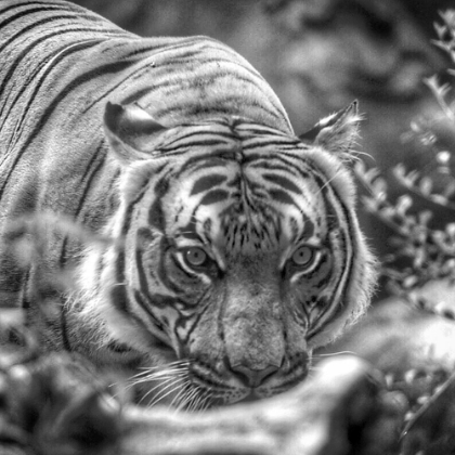 Picture of PROWLING TIGER