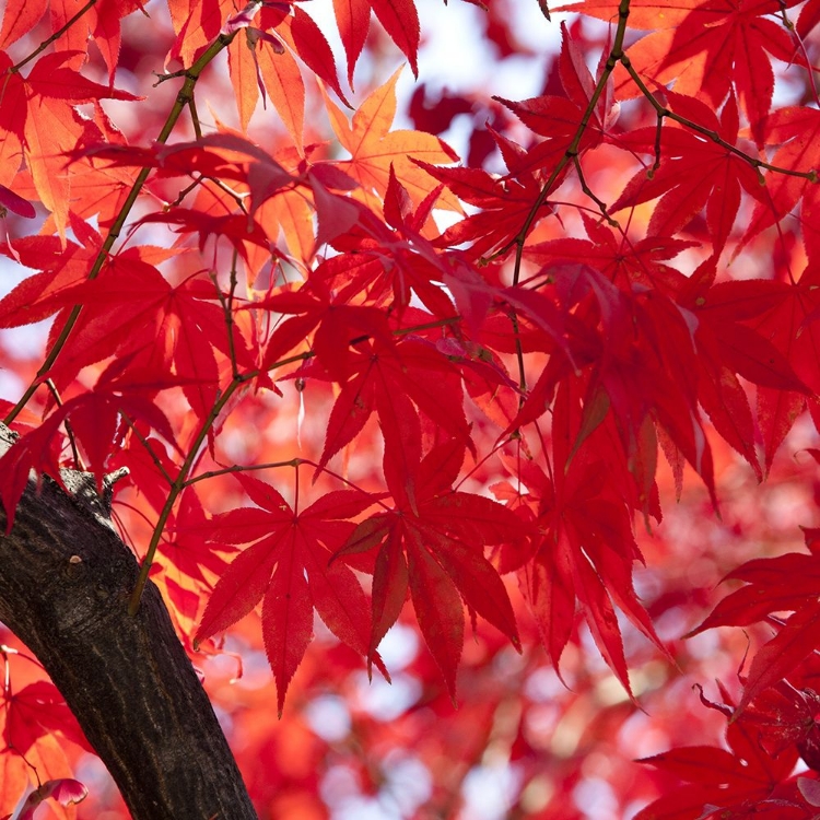 Picture of RED AUTUMN FOLIAGES OF THE PALMATE MAPLE