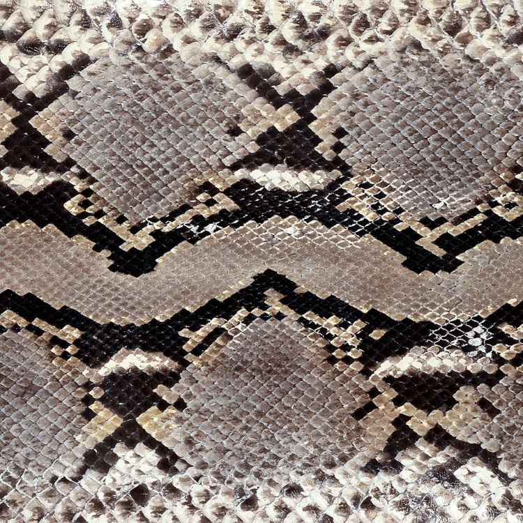 Picture of SNAKE SKIN