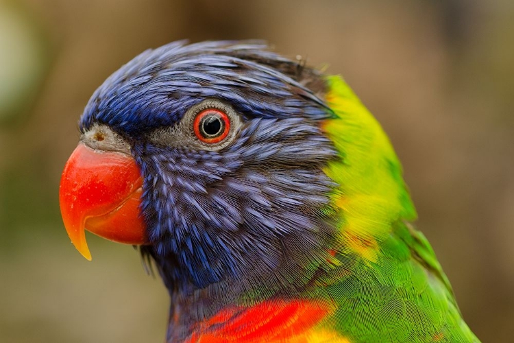 Picture of THE RAINBOW LORIKEET