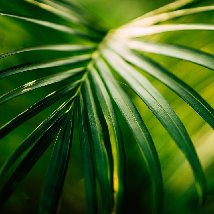 Picture of TROPICAL LEAF