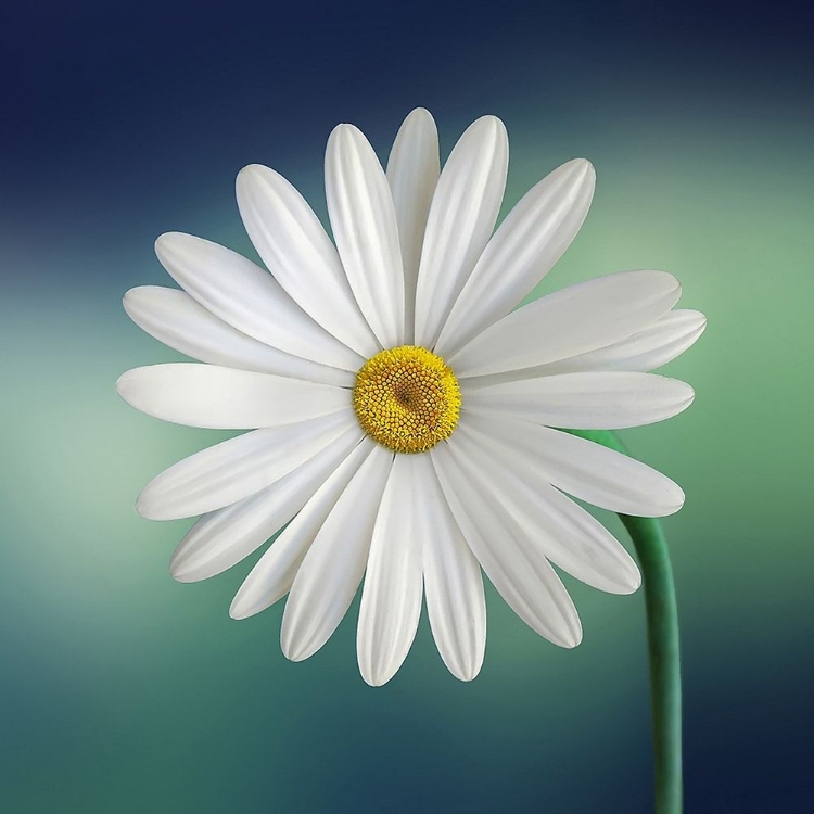 Picture of WHITE DAISY