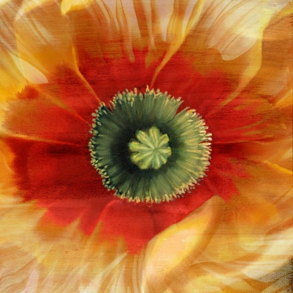 Picture of POPPY STROKES II