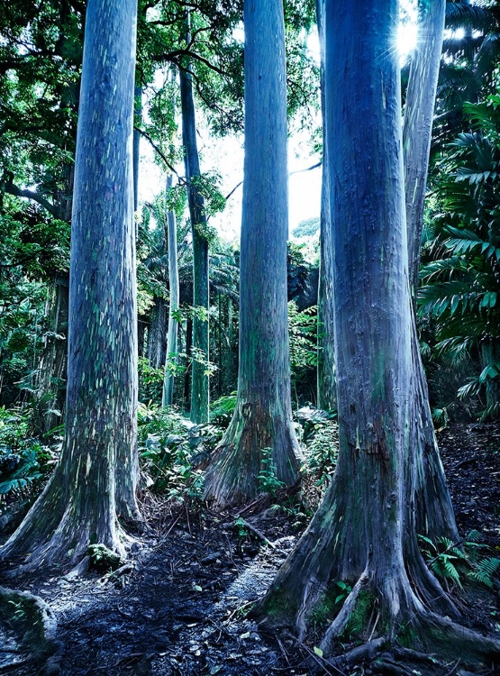 Picture of HAWAII WHITE TREES