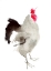 Picture of LITTLE RED ROOSTER 3