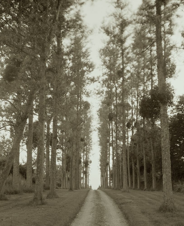 Picture of LOIRE VALLEY TREES