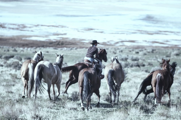 Picture of FORT RANCH GATHERING 1