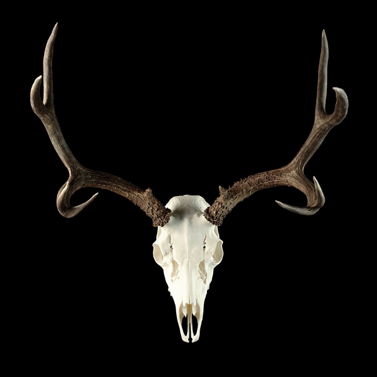 Picture of DEER SKULL