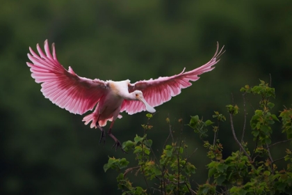 Picture of LANDING