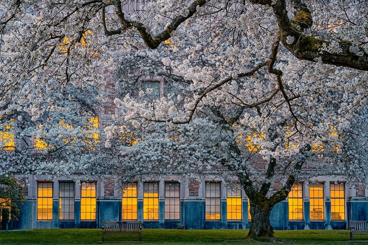 Picture of MORNING AT UNIVERSITY OF WASHINGTON