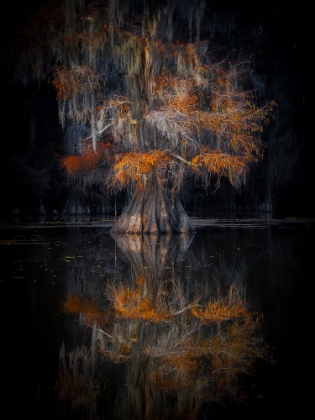 Picture of CYPRESS REFLECTION