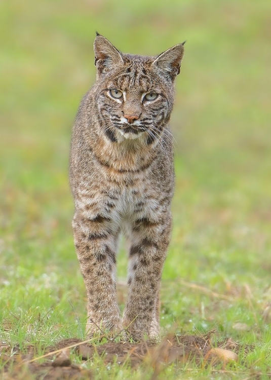 Picture of BOBCAT