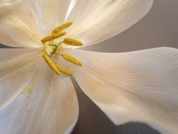 Picture of WHITE TULIP