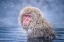 Picture of SNOW MONKEY