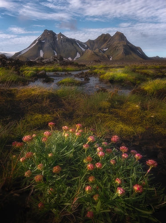 Picture of THE HIGHLANDS OF ICELAND