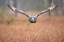 Picture of GREAT GREY OWL