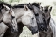 Picture of FOUR KONIK HORSES