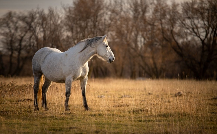 Picture of EVENING LIGHT