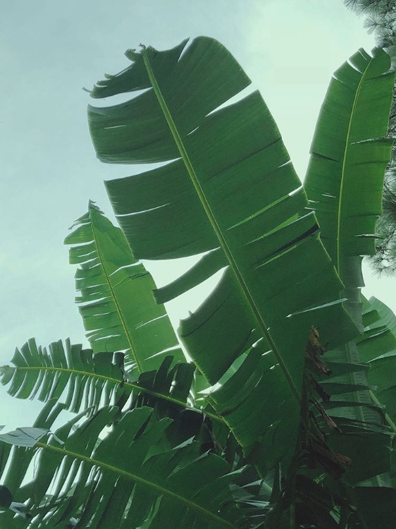 Picture of BANANA LEAVES