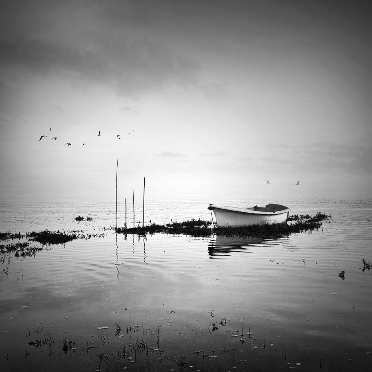 Picture of BOAT AND BIRDS