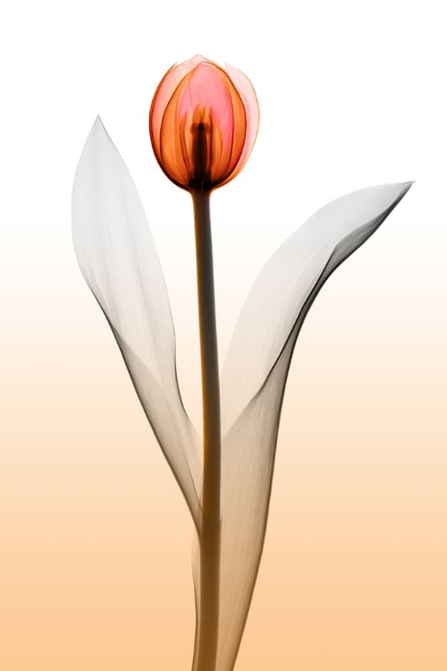 Picture of TULIPS III