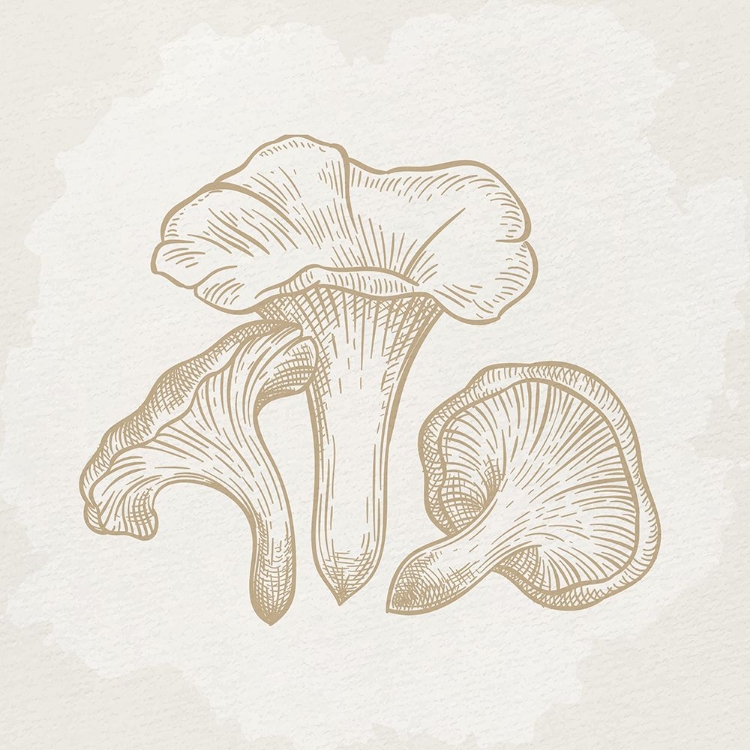 Picture of BOTANICAL MUSHROOM 1